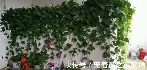 家里养盆绿植物,空气清新没异味,皮实好养长满盆,适合新手!