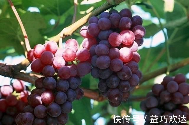 阿司匹林|它们是天然的“阿司匹林”,经常吃,排毒素清垃圾,血管更年轻