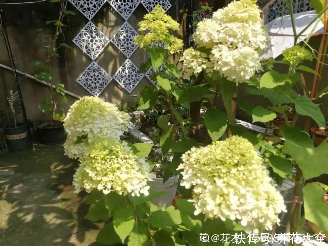 院子里种3种花，气质更高级，谁见都要夸