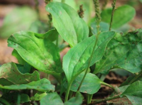 卵白质|女人40老得快,多吃以下野菜,清肝明目、美白滋养肌肤、调经