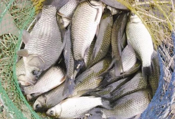 钓鱼技巧:冬钓有诀窍,方法用对,轻松上鱼!