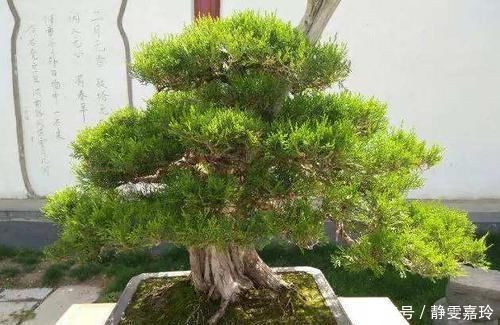 大气|富贵人家，必养的3种“盆景”，个个大气高贵，您有养吗