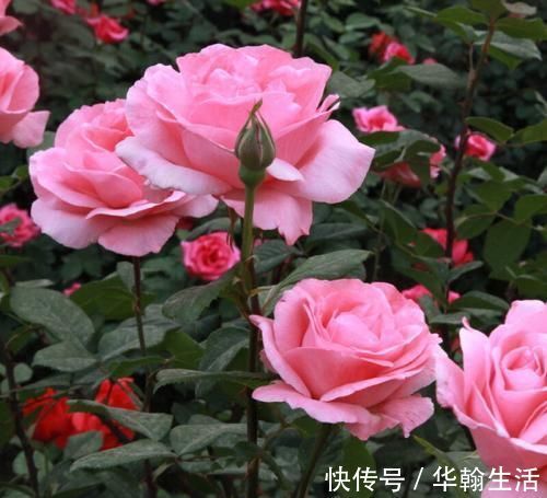 4种植物，一长高就得剪，剪晚了影响开花，别忽视！