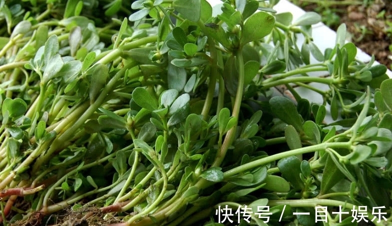 农村人|常满地见的一种野草，农村人摘来当“野菜”吃，城里却无人理