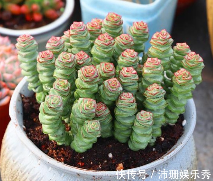 3种花自带“财运”,养家里一盆,财源广进,好运滚滚来!
