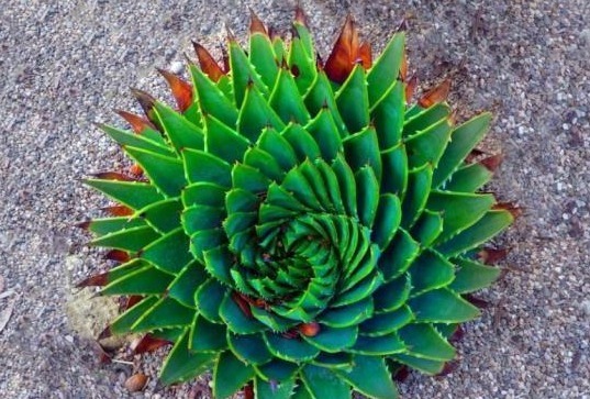 什么观音莲，黑法师，都不如“这多肉”，好看价值高，1盆过万