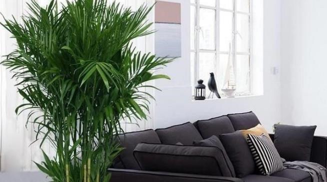 这4种花可以养出“富贵命”，寓意平平安安，聪明的家长都在养