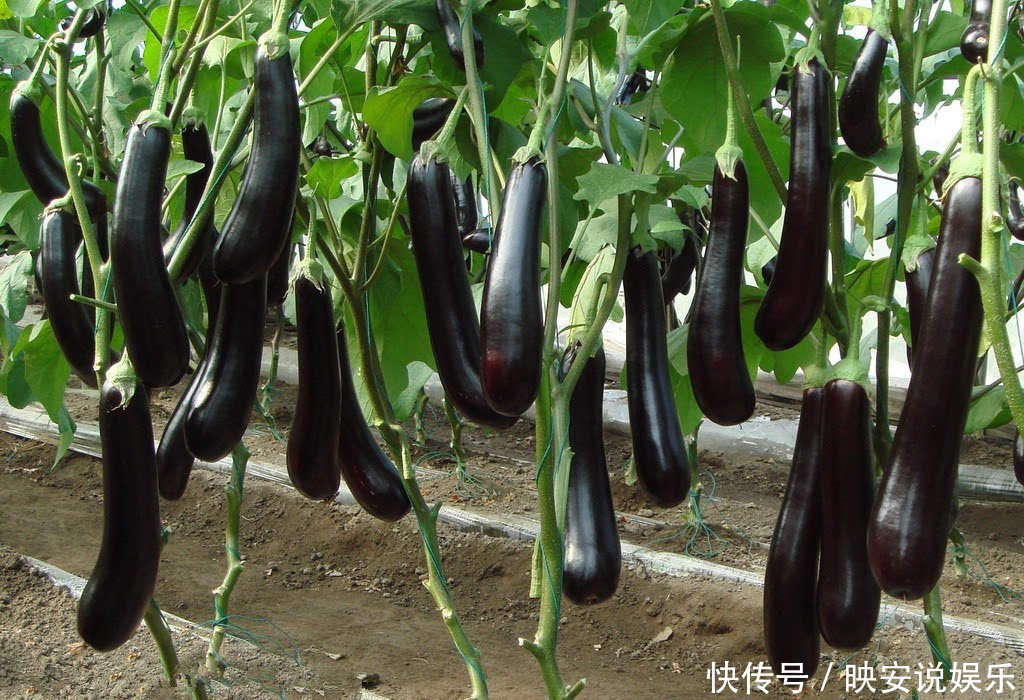 维生素p|立秋后,茄子和此物同食,对身体十分有益,却有很多人不清楚!