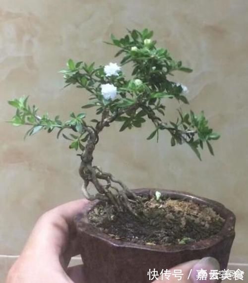 植物|晒一晒你认为养得最好的盆栽,并说一说你是怎么养的?