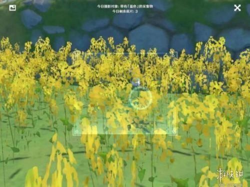 蒲公英 原神蓝色照片在哪里拍？蓝色照片采集物生物分布位置一览