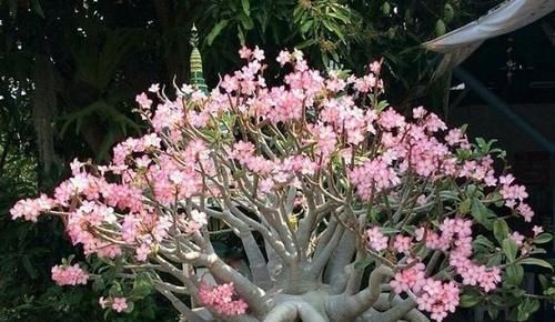 养花若有养此“2种花”,那么可别太惯着,“贱养”才能养爆盆