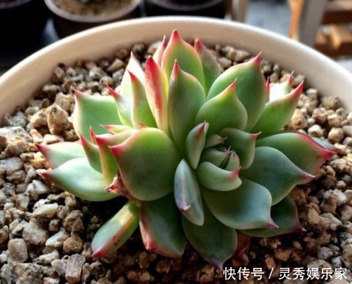 多肉|多肉吉娃莲如何养教你3个小妙招，养出鲜艳饱满有光泽的吉娃莲