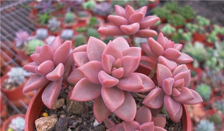 谁都多肉都耐旱几种多肉就爱喝水,一天不浇都不行