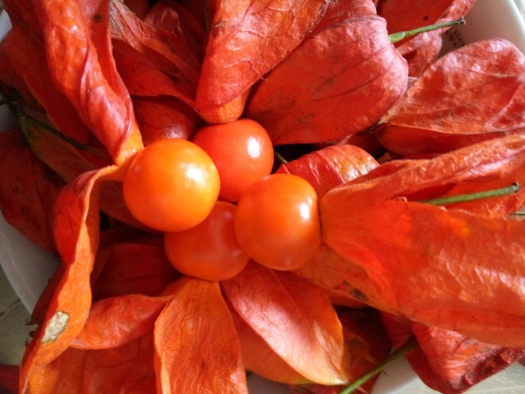 止咳化痰|立冬后，每周吃几次！降血脂、止咳化痰、延缓衰老，早吃早好