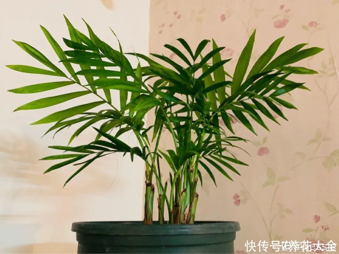 夏天怕晒的花，赶紧搬到阴凉地儿，再晒成枯杆了