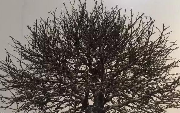 玩盆景必须学会的上盆技巧,这些方法要知道!