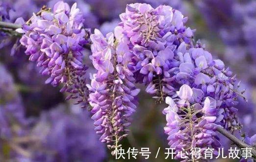 农历10月初1霜降后，养什么花？以下3种花，前程似锦富贵吉祥