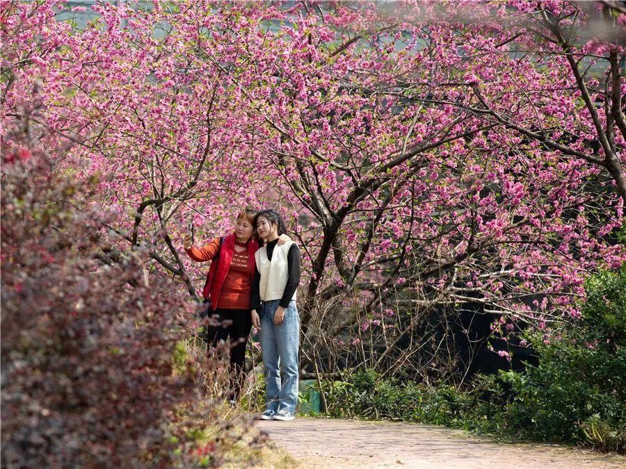 花海|看花，何必去远方——剑河花海正怒放