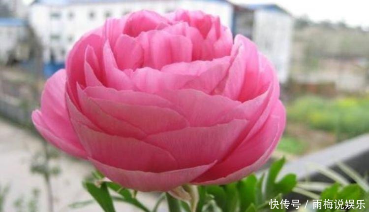  雍容华贵|5种花好养易活开花漂亮，丢盆里猛长，雍容华贵