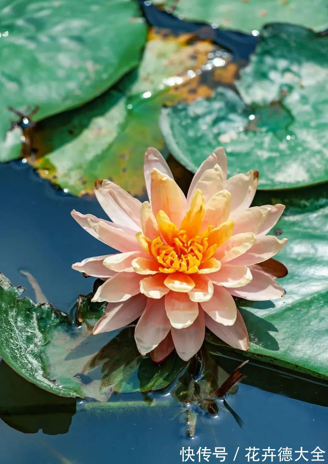 水深|“水中女神”睡莲的生长期档案,在最恰当的时机栽种与收获!