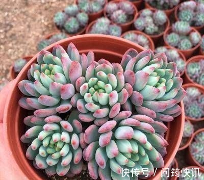 多肉植物长不好盆里埋一宝贝,一周长出大白根,新叶侧芽一起长