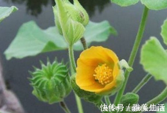 浑身|农村“茅厕边”的野果子，浑身都是宝，营养丰富，农村娃肯定见过