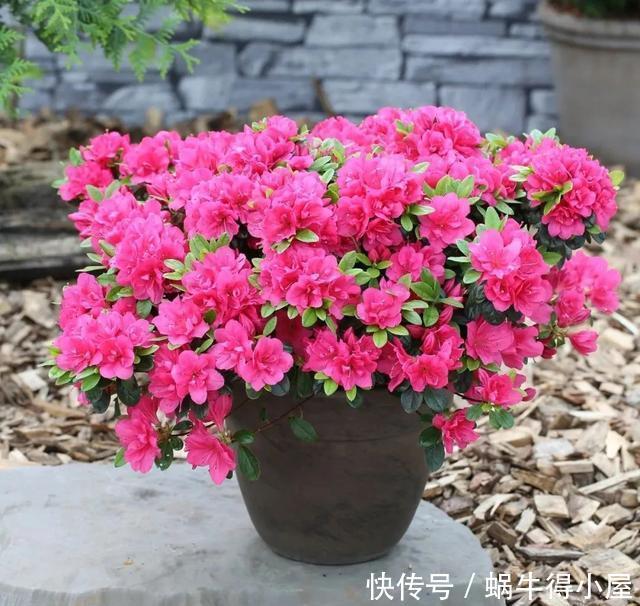 花友来稿|翩翩蝴蝶花还能开180天?看完文章你也可以