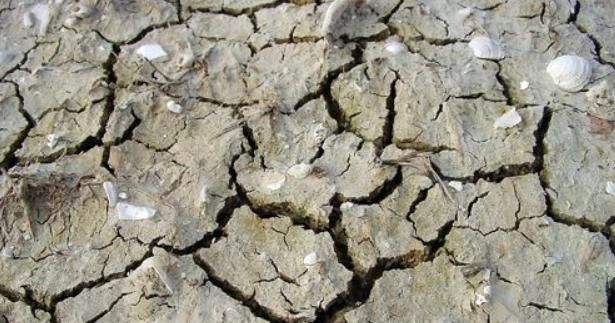 若想“海棠花”枝叶狂长、开花几十朵,有“几个套路”务必要牢记