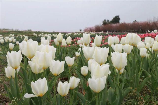 是去花海里畅游，还是去寻味历史，这个地方你说了算