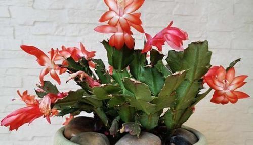 天竺葵|夏天养这四种花的时候要注意,花也需要休眠,不然容易出现问题