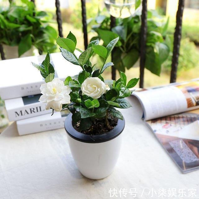 花盆|家里有这3种花,看到这几种“迹象”,别浇水了,先换盆才能养活