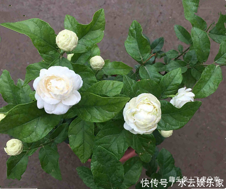 板结|什么蚯蚓粪、万能肥它才是养花的好东西,科学养殖才是正道