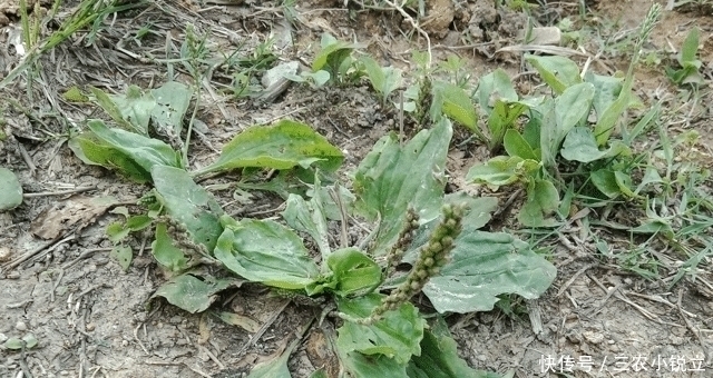 野草|人称“尿床草”，生于路旁，但价值很高，路过请尽量不要踩踏