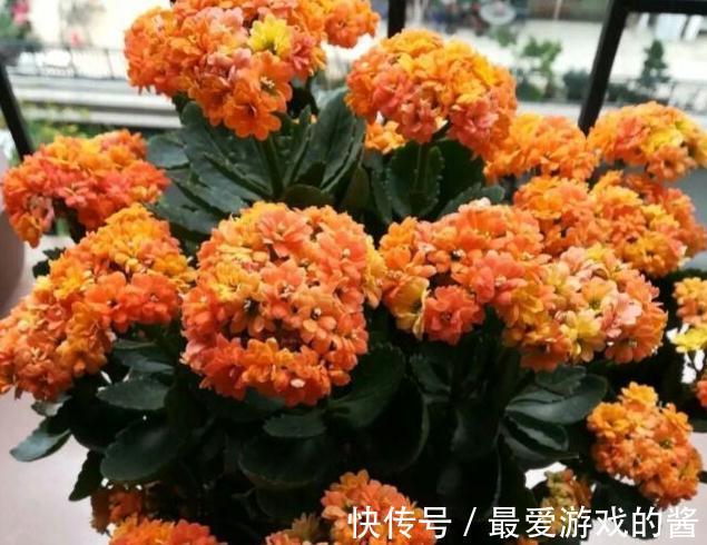 买了一盆正在开花的长寿花,可以给它换盆土吗,怎么养护呢