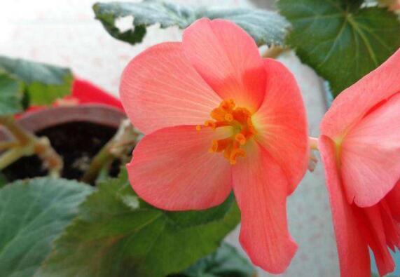 喜欢养花，不如养盆野棉花，花开娇艳可爱，花姿优雅