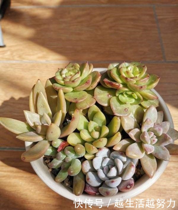 初春养花，这4点要注意，否则花熬过冬天，死在春天！