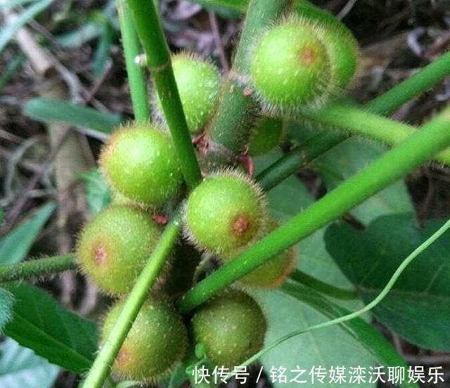 五爪龙|这植物人称“五爪龙”,看着不起眼,用处却不少,可惜不多见了
