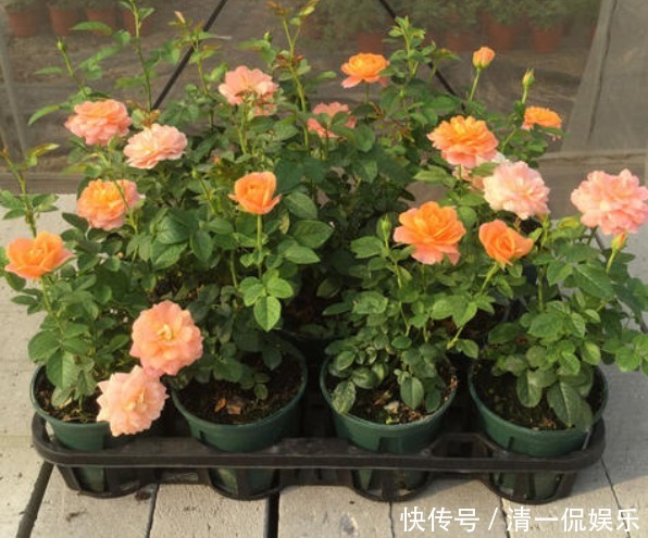 改正|月季花为什么不开花呢其实缘故在这里,学会如何改正就能狂开花