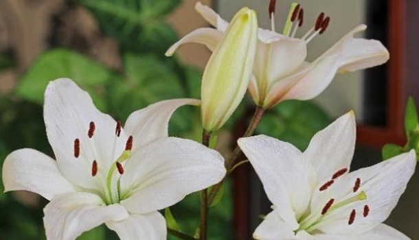 肺阴|有一味中药能养阴润肺，还能清心安神，还是一种漂亮的花