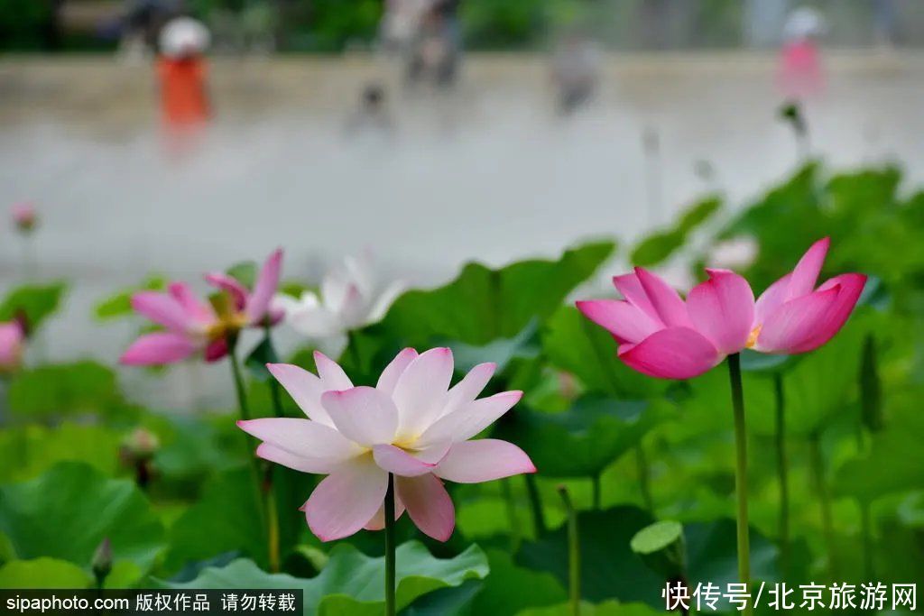 盗梦空间|免费！雾里看花水中望月！这个小众公园已化身湖光仙境！太美了