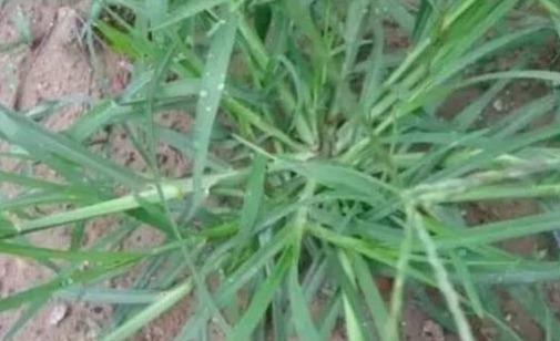 农民朋友|农村茅厕边人称“踩不死”的野草,农民见到就烦,治风湿却有奇效