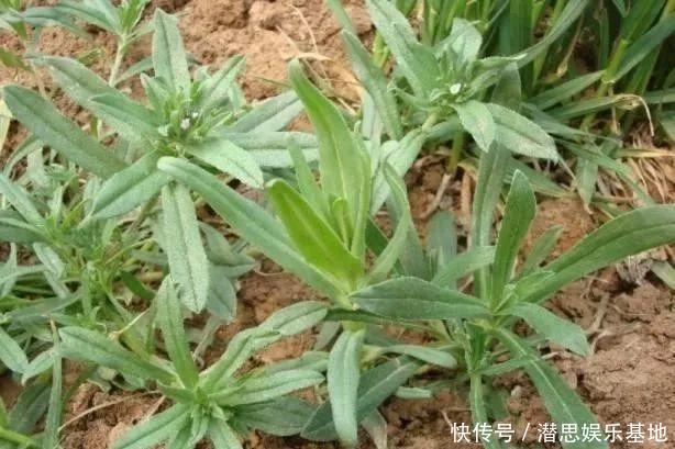 这种植物晒干了泡水喝，能止咳，村里很多老人喝，你见过吗？