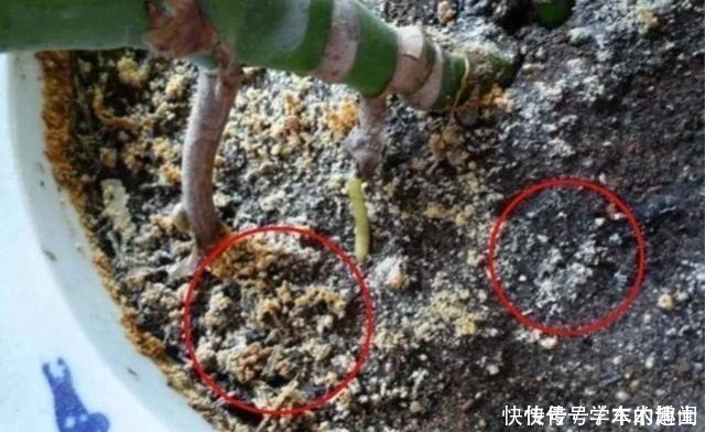 养花|养花的花土“泛白”,出现“结晶”,赶紧做这几步,小心死光光!