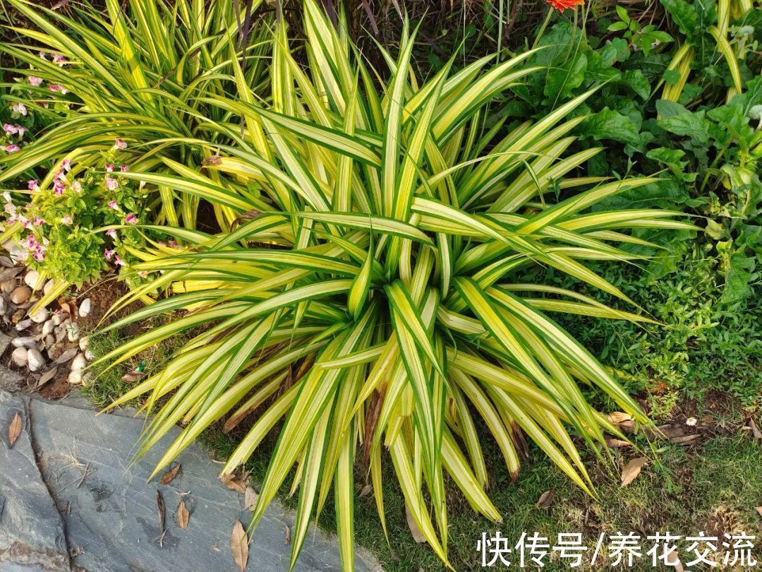 家里的植物不长新叶,僵苗了咋办?掌握这5点,很快就能挽救回来