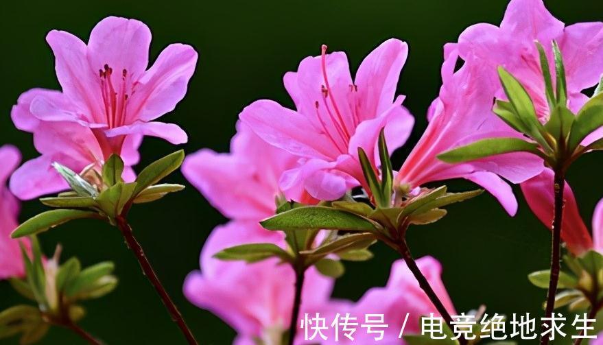 杜鹃花谢了,初夏养护三要点,第二年花多花艳