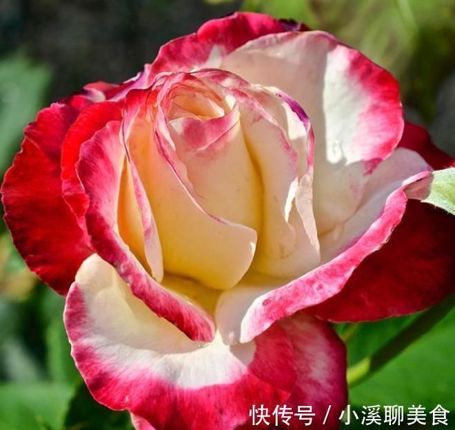 阳台最适合养3种花,30天不浇水照样生长,一年开花不断