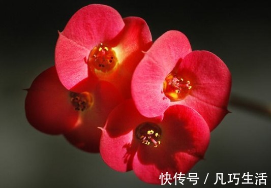 懒人家里养花，此款花卉四季常开，一条藤千朵花，堪称爆盆良才