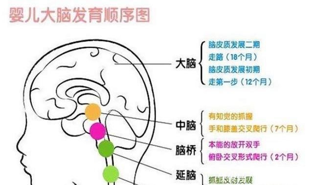 指出|哈佛研究指出孩子有三次大脑发育的高峰期，父母起码要抓住一次