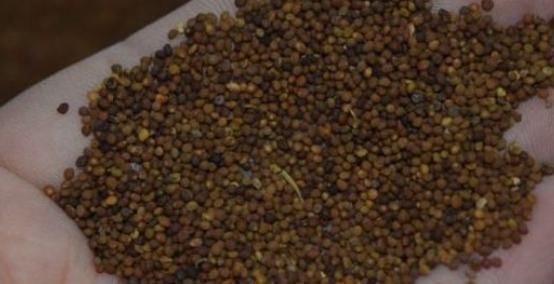 泡水|被称为天然的雄性激素，男性坚持泡水喝，肾脏强壮，年轻不显老