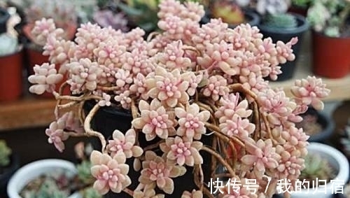 新手养多肉，掌握3个要点，长新叶爆侧芽，轻松成大户！